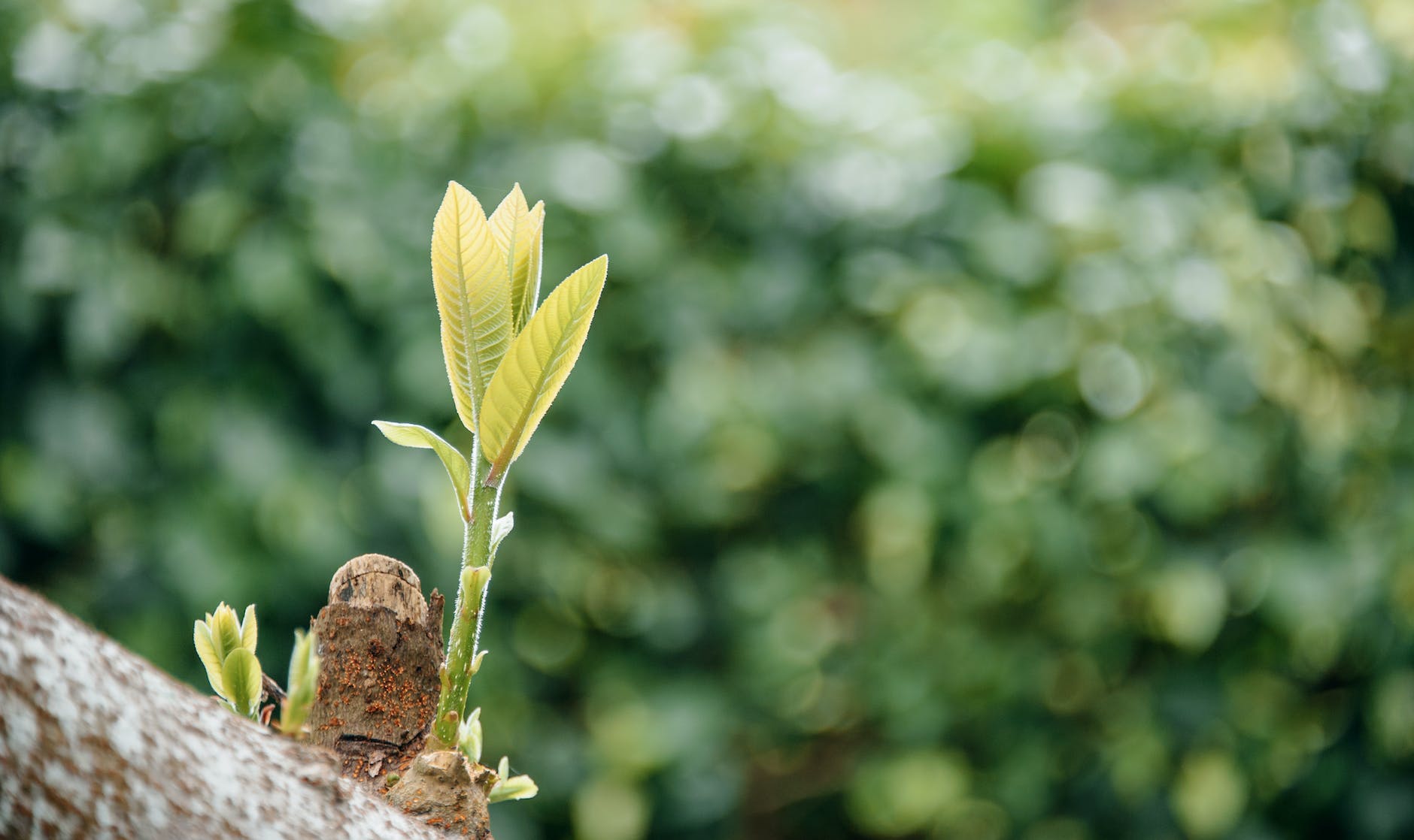 selective focus photo of tree with green leaves